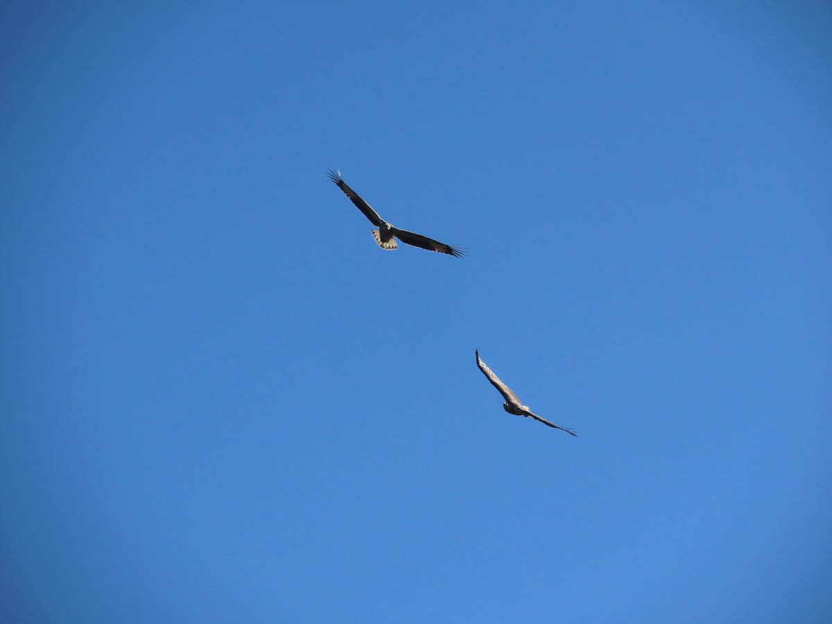 White-bellied Sea-Eagle - ML582722261