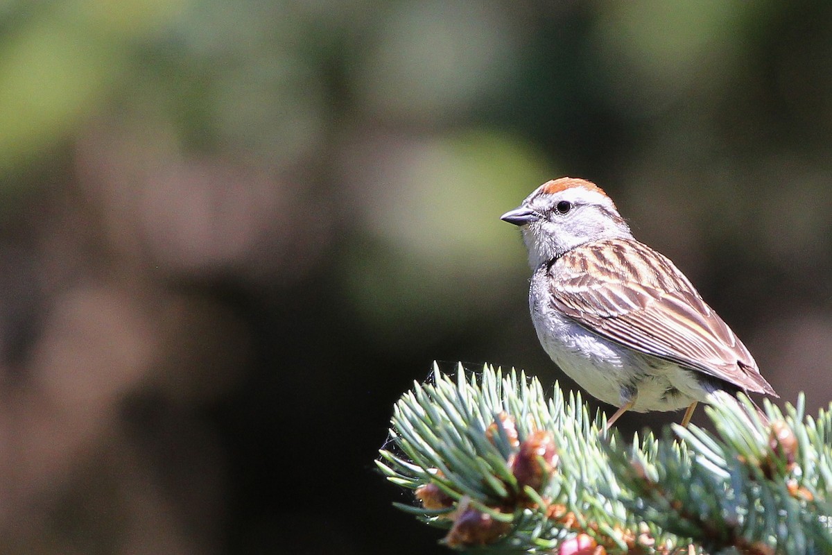 Chipping Sparrow - ML582722291