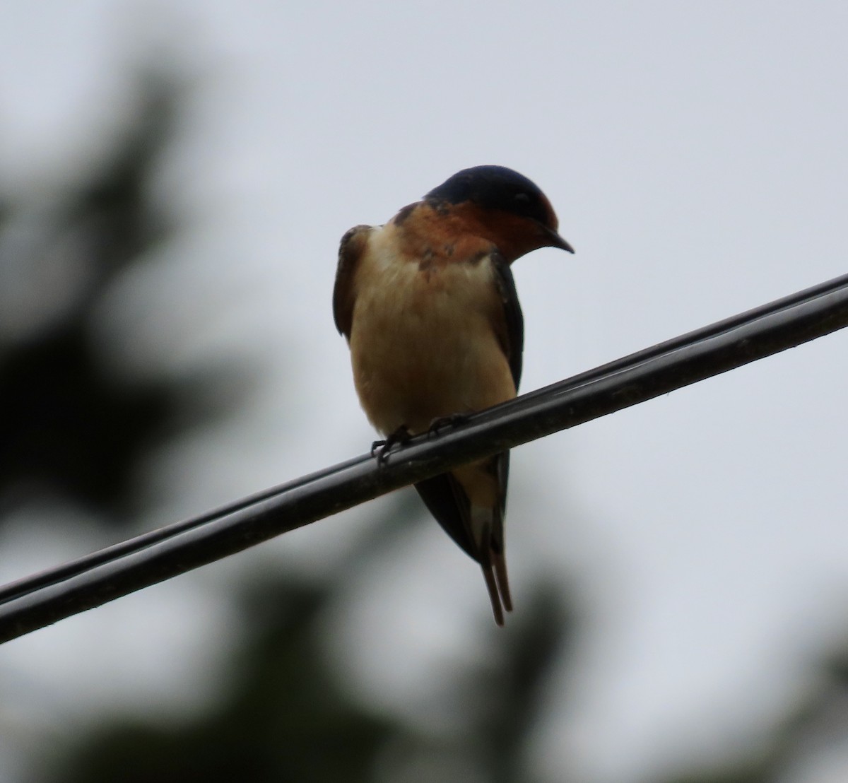 Barn Swallow - ML582722641