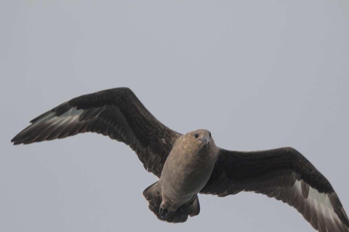 South Polar Skua - ML58272421