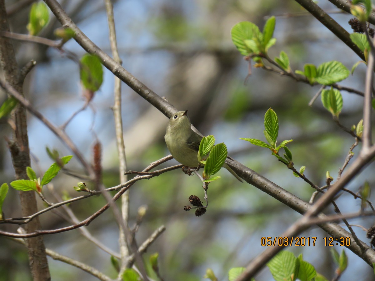 Ruby-crowned Kinglet - ML58272531