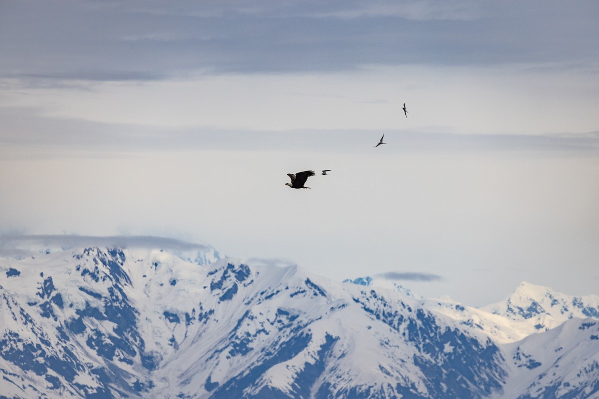 Bald Eagle - Denise Turley