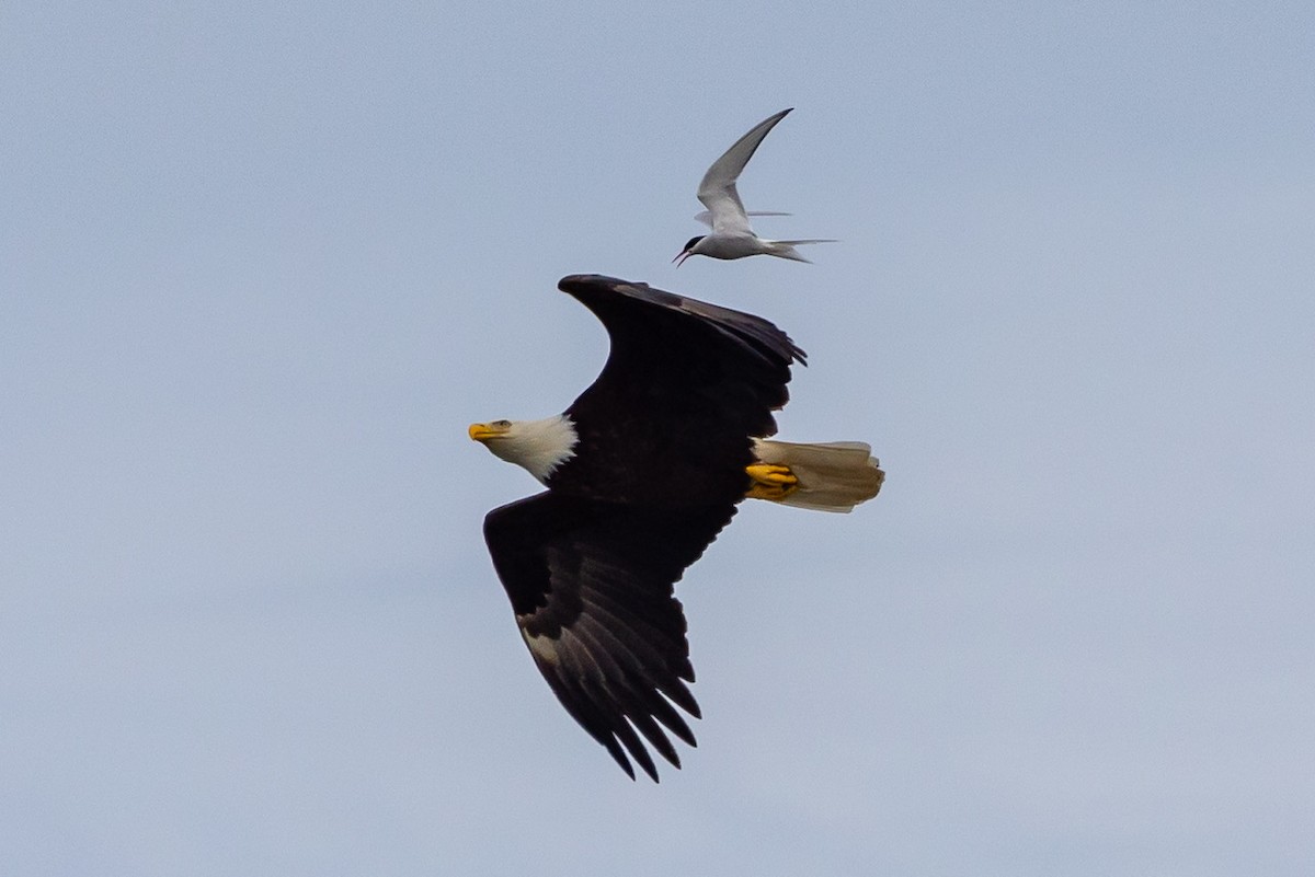 Bald Eagle - Denise Turley