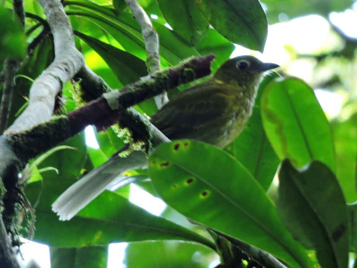 Gray-tailed Piha - Alexis  Ruiz B