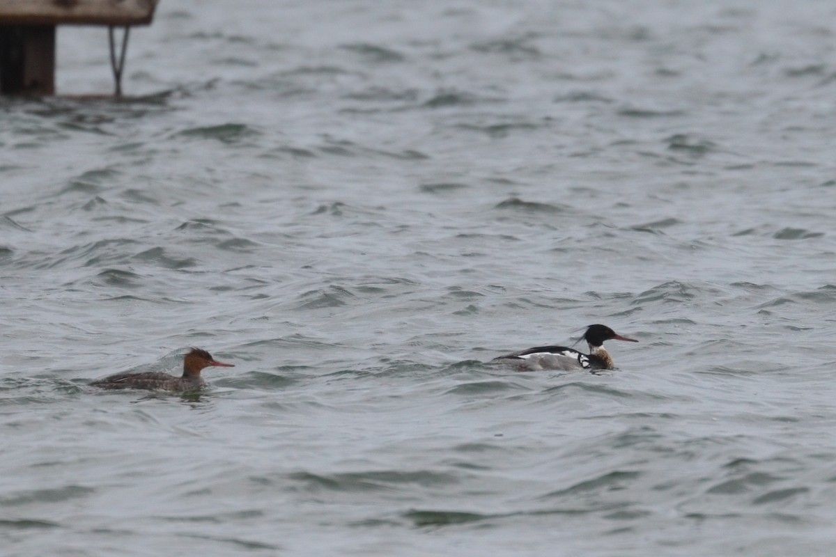 Red-breasted Merganser - ML582726581