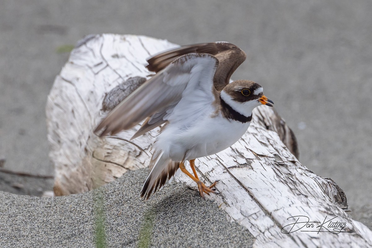 Semipalmated Plover - ML582726711