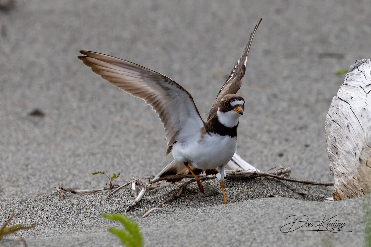 Semipalmated Plover - ML582726731