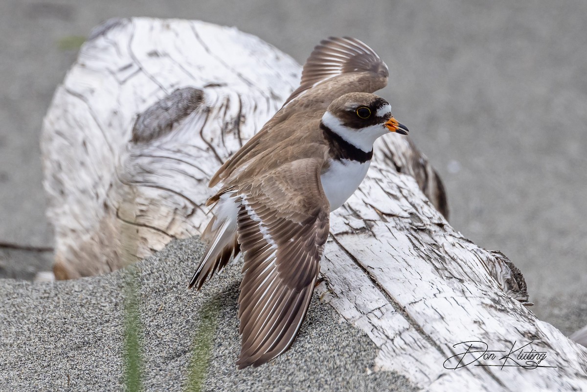 Semipalmated Plover - ML582726741