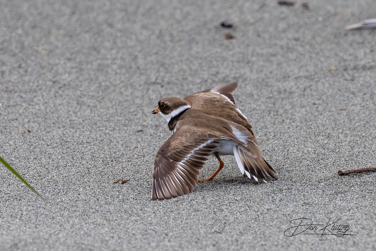 Semipalmated Plover - ML582726751