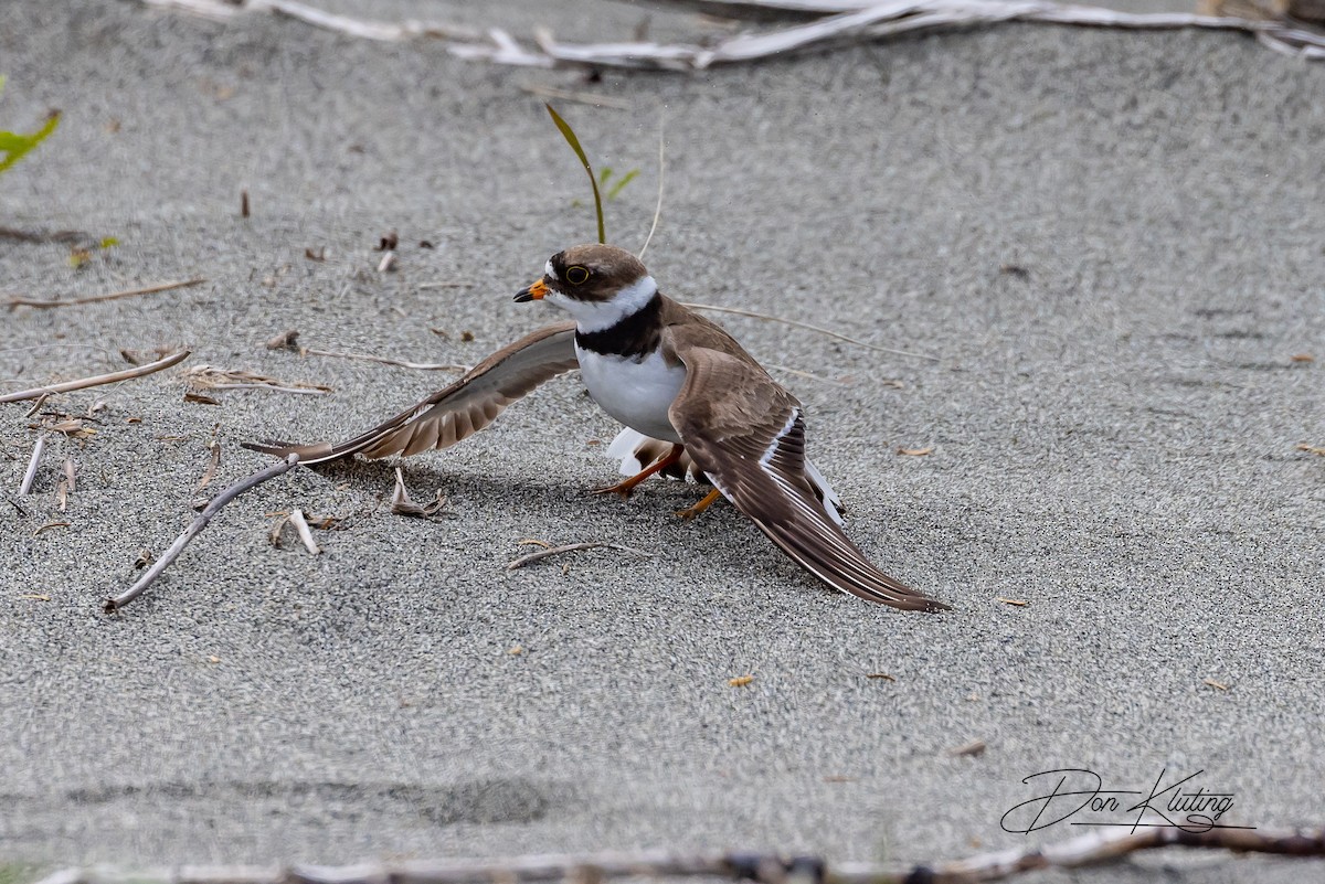 Semipalmated Plover - ML582726761