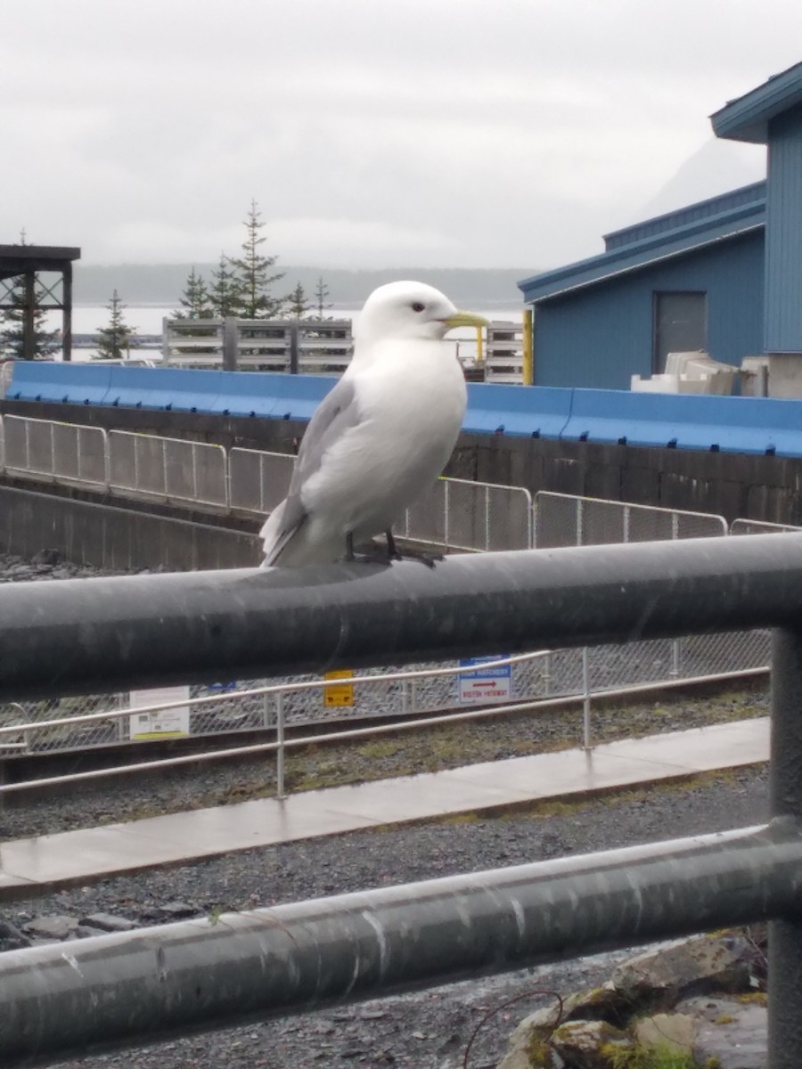 Black-legged Kittiwake - ML582726831