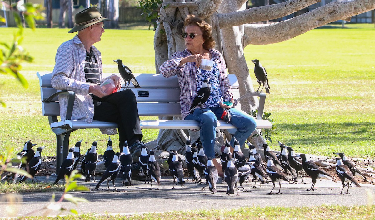 Australian Magpie - ML582727981