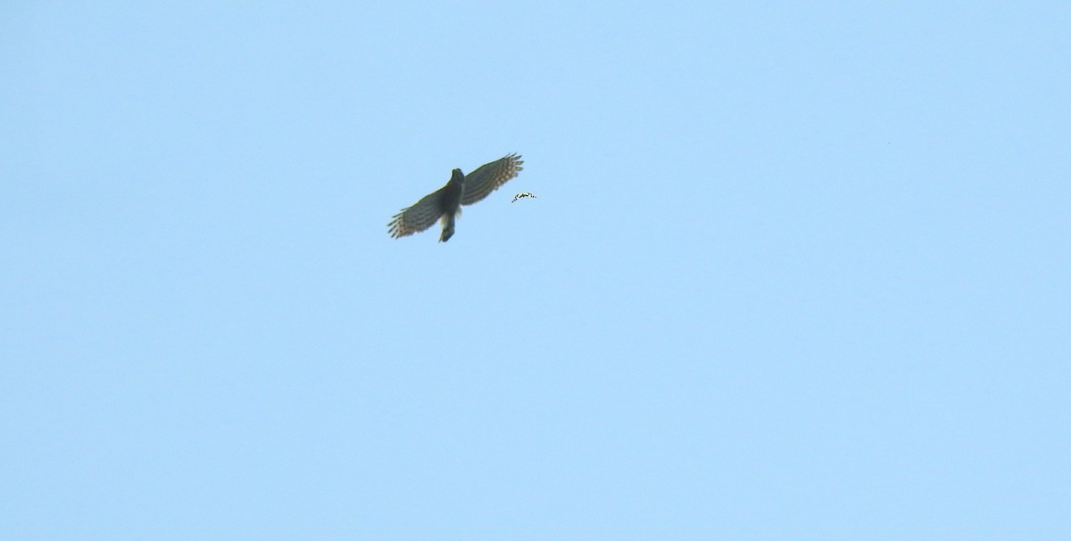 Crested Goshawk - ML582729121