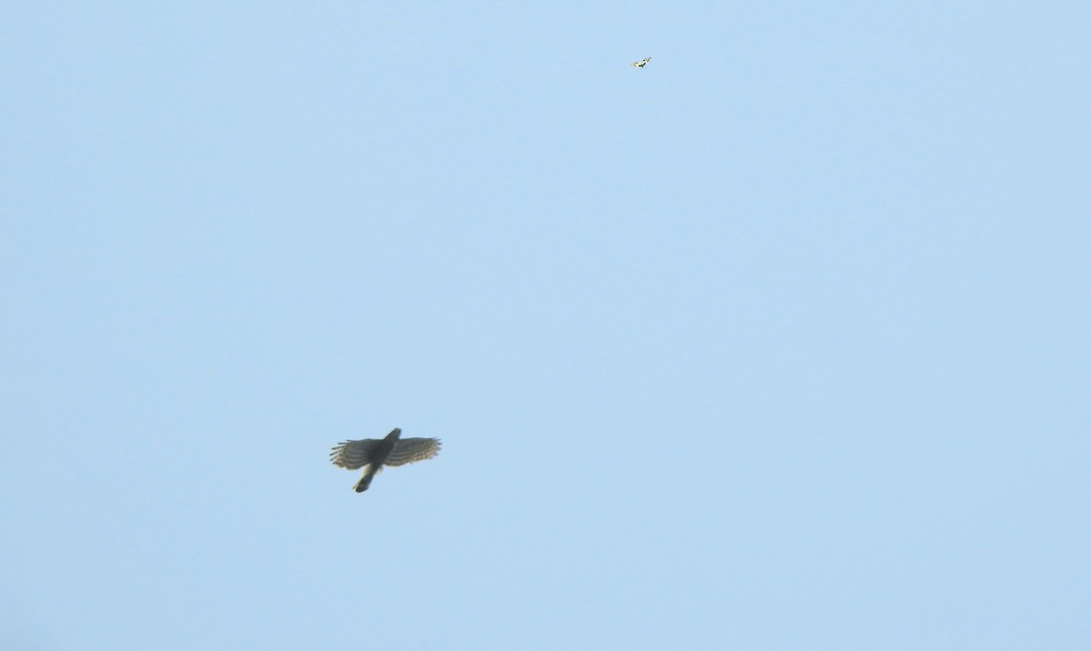 Crested Goshawk - ML582729131