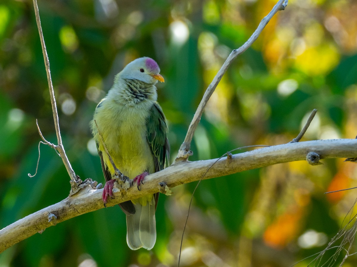 Atoll Fruit-Dove - ML582729481