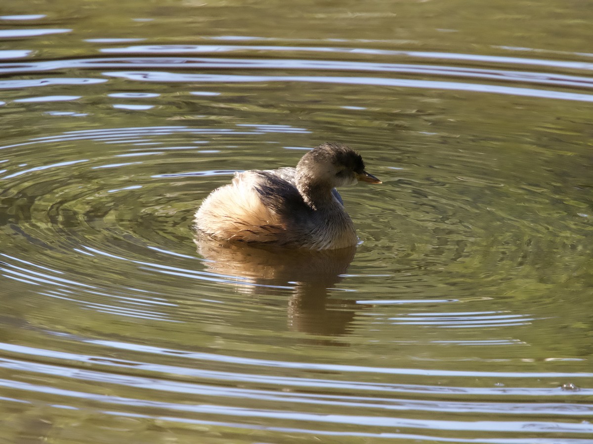 Australasian Grebe - ML582729791