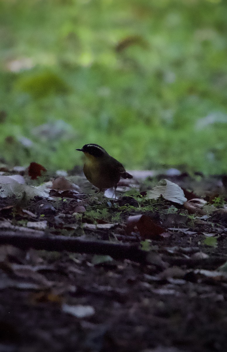 Yellow-throated Scrubwren - ML582730261