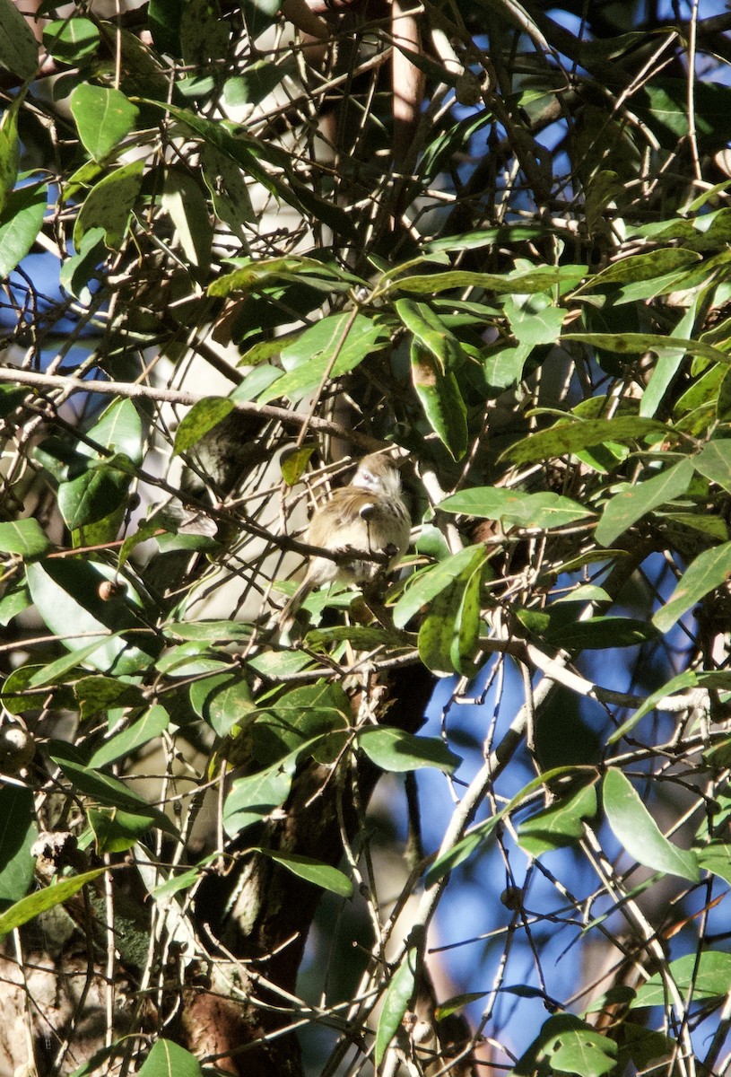 Brown Gerygone - ML582730641