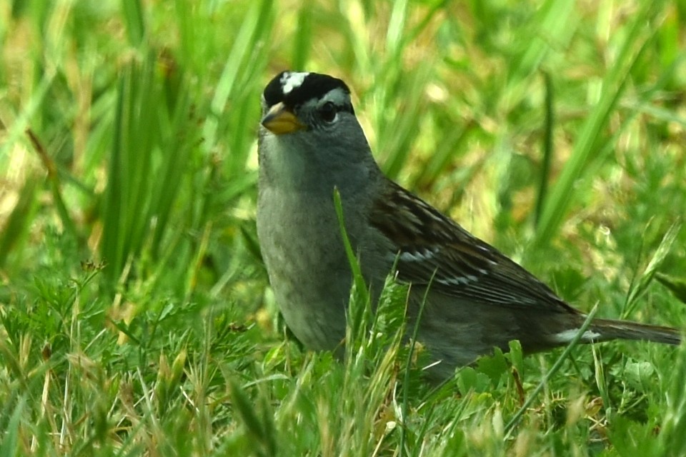 White-crowned Sparrow - ML582731181