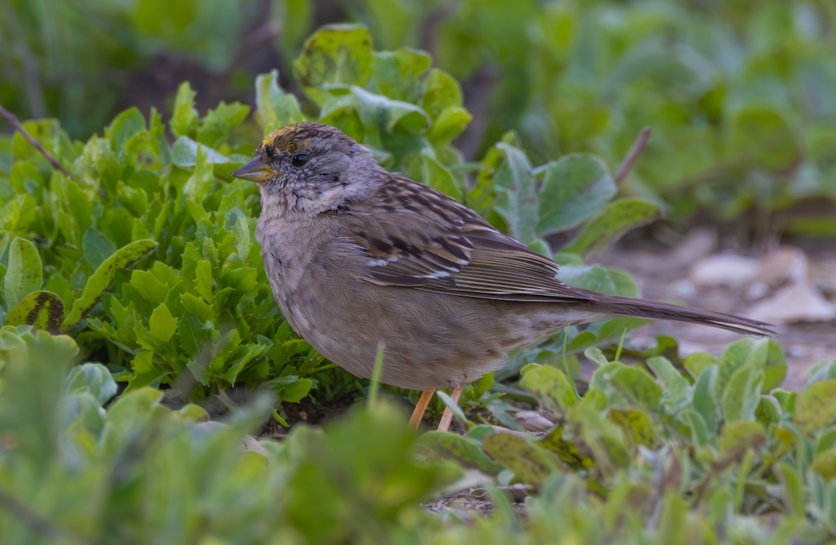 Golden-crowned Sparrow - Peter Bedrossian