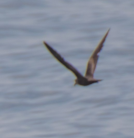 Swinhoe's Storm-Petrel - ML58273131