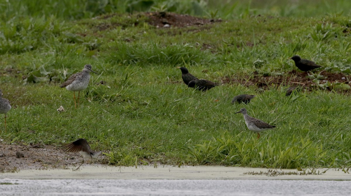 gulbeinsnipe - ML58273221