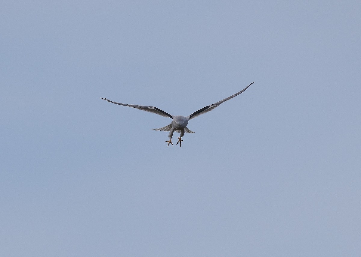 Black-shouldered Kite - ML582732461