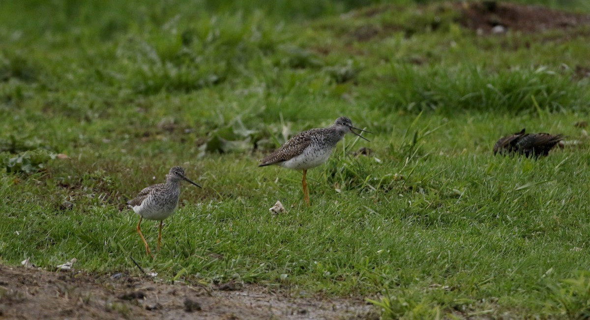 Greater Yellowlegs - Jay McGowan