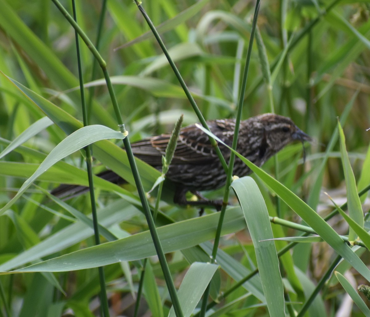 Red-winged Blackbird - Sally Anderson