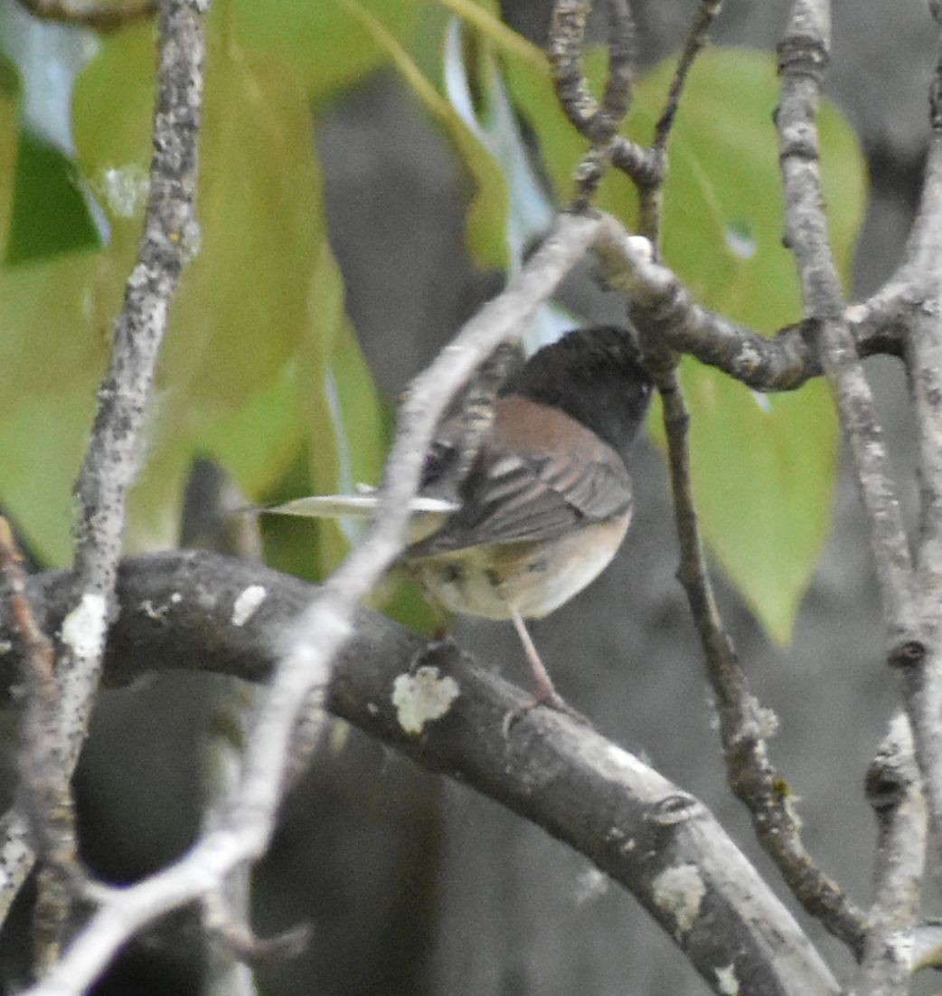 Dark-eyed Junco - ML582732831