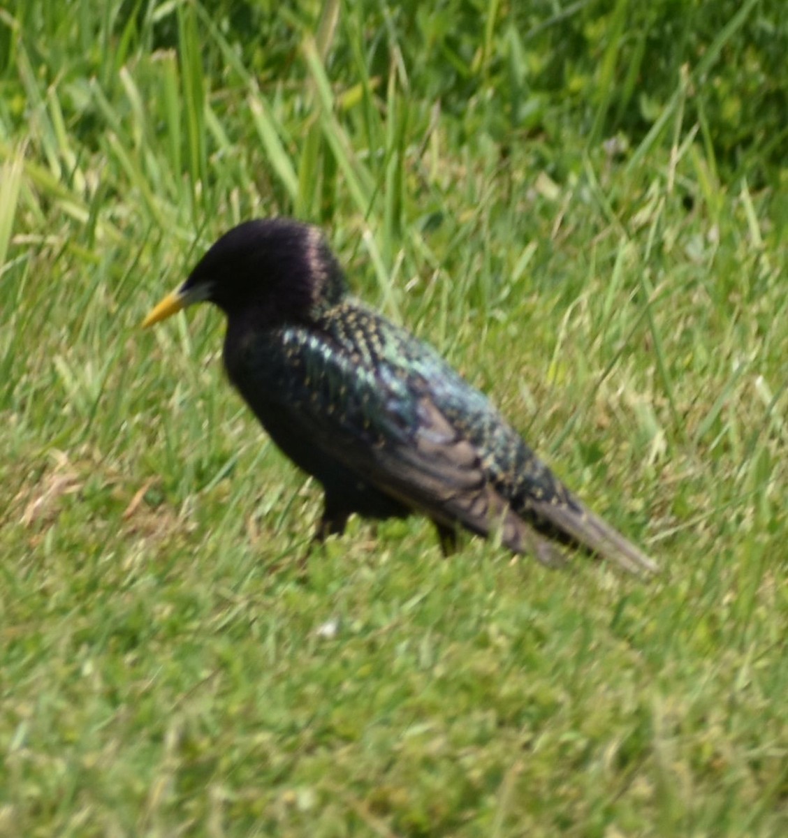 European Starling - ML582732881