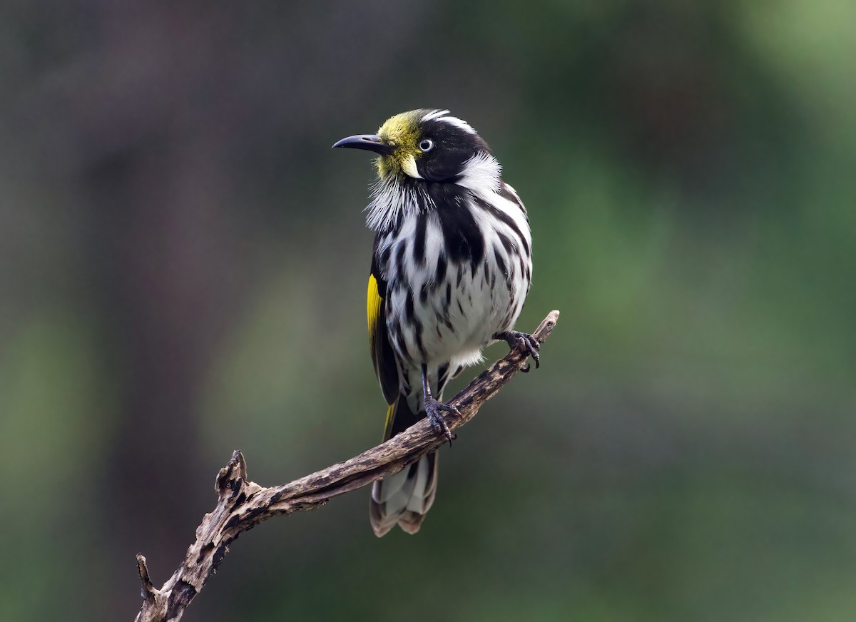 New Holland Honeyeater - ML582734571