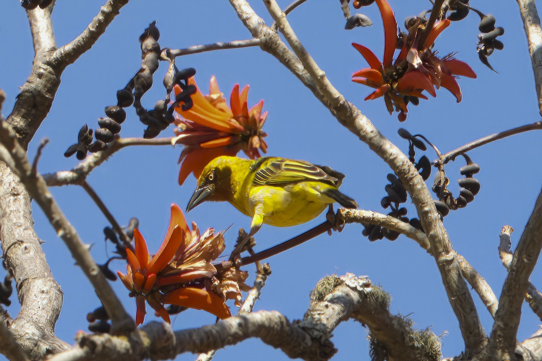 Cape Weaver - ML582735941