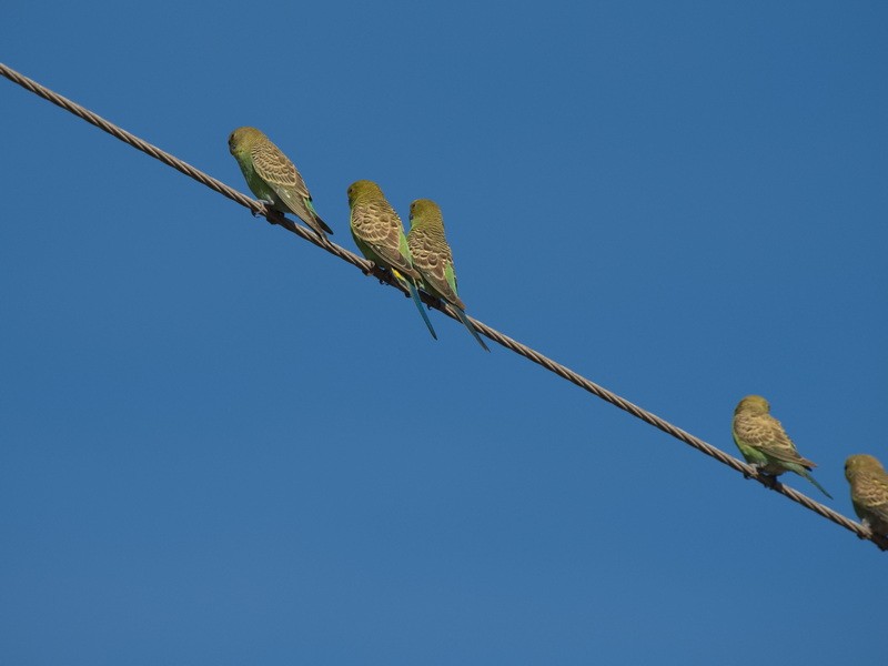 Budgerigar - ML582736281