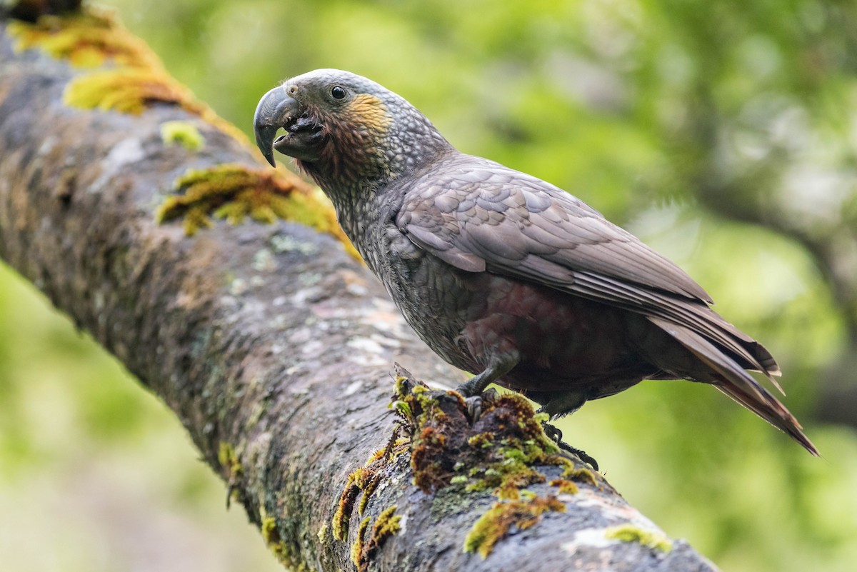 New Zealand Kaka - Peter Taylor