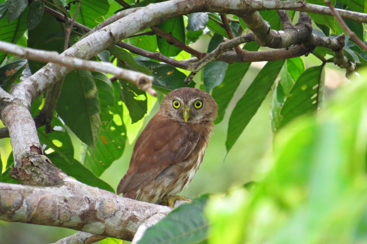 Ferruginous Pygmy-Owl - ML58273721