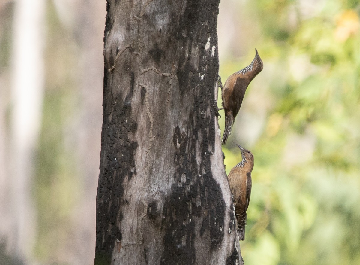 Black-tailed Treecreeper - Hoeckman's Wildlife