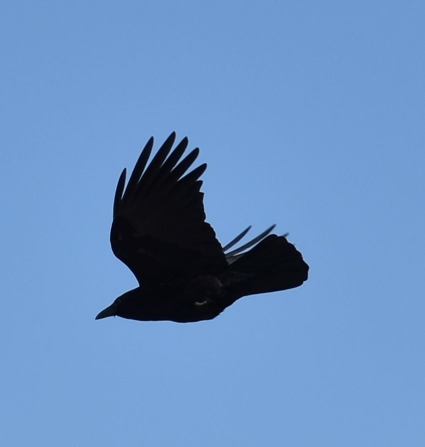 American Crow - ML582738641