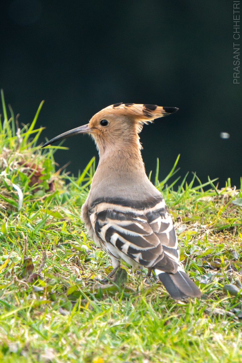 Eurasian Hoopoe - ML582738701