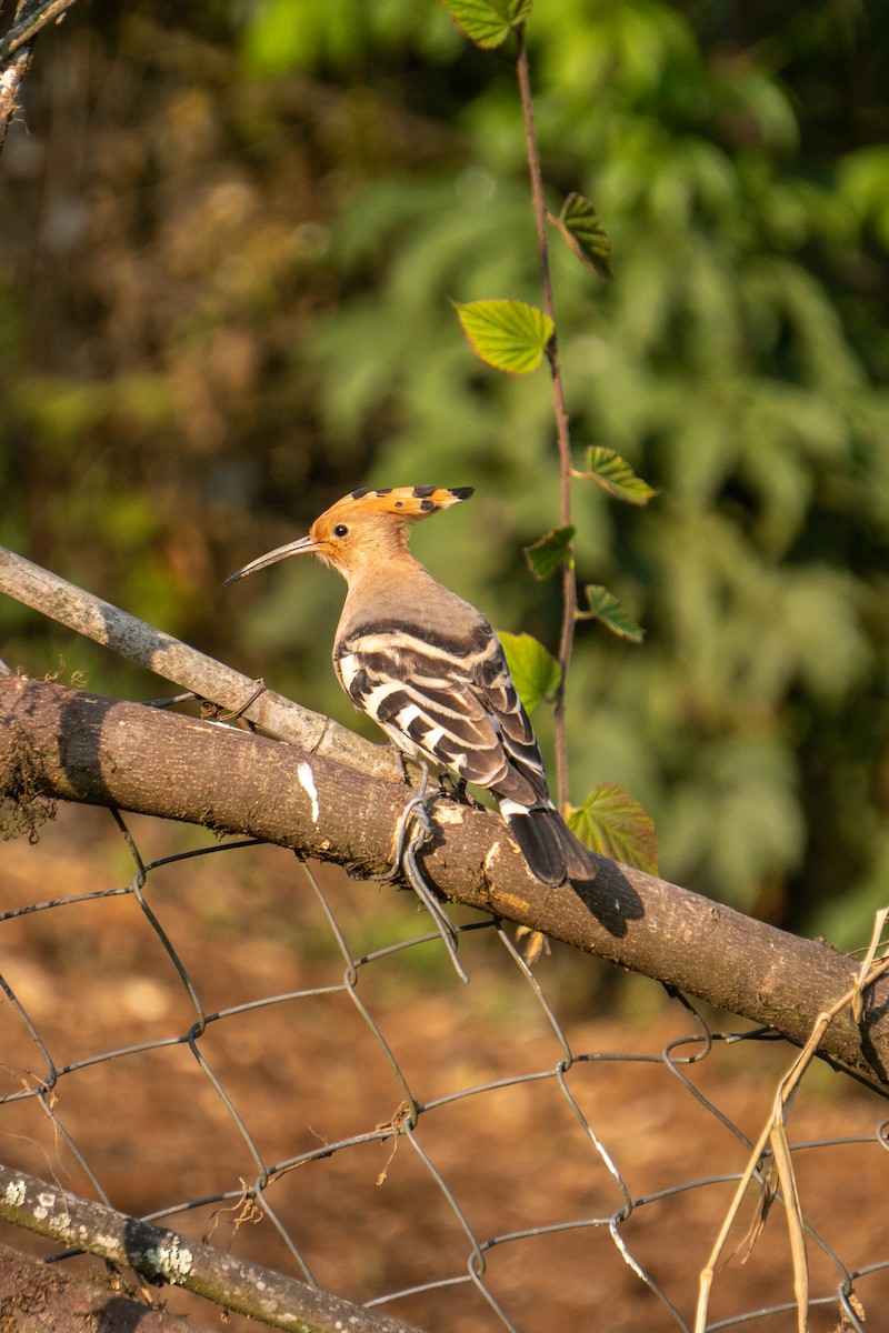 Eurasian Hoopoe - ML582738781