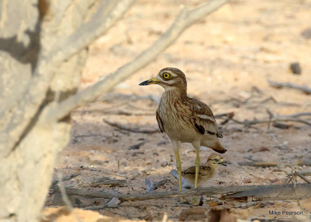 Eurasian Thick-knee - ML582738791