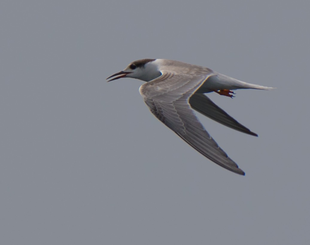 Common Tern - ML58273941