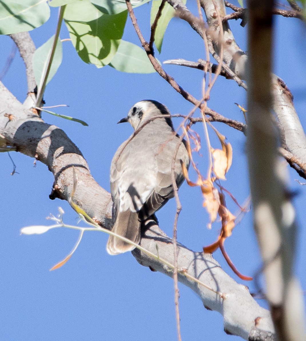 Black-eared Cuckoo - Hoeckman's Wildlife