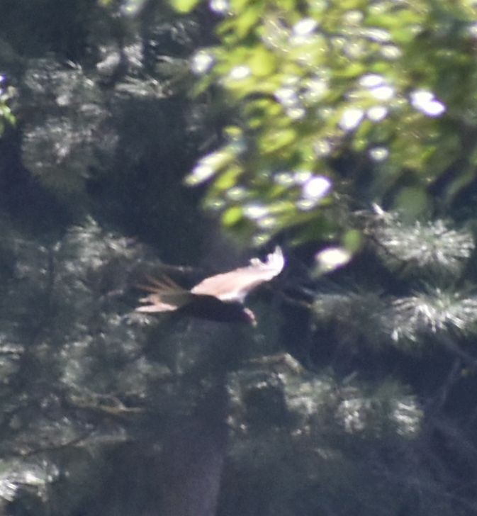 Turkey Vulture - ML582739911