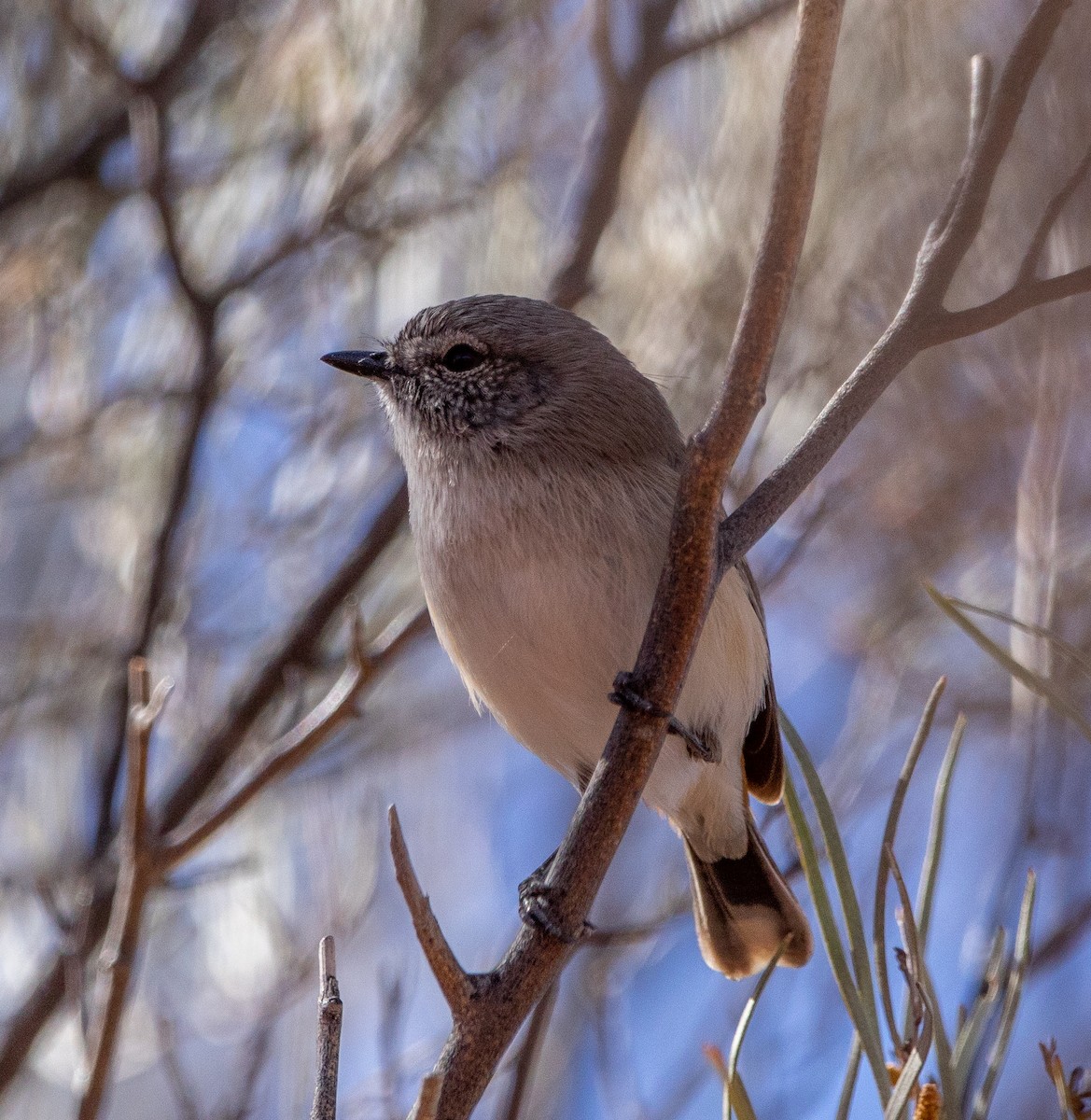 Slaty-backed Thornbill - ML582740171