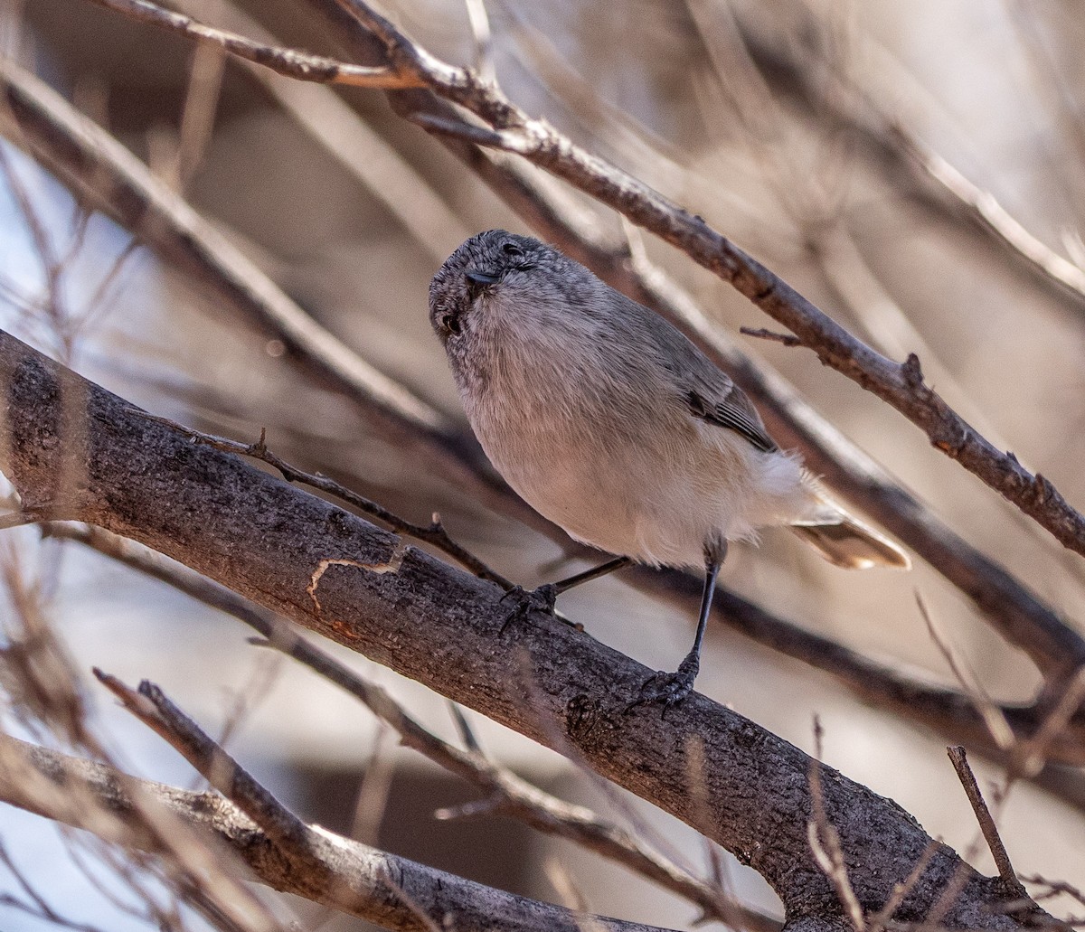 Slaty-backed Thornbill - ML582740181