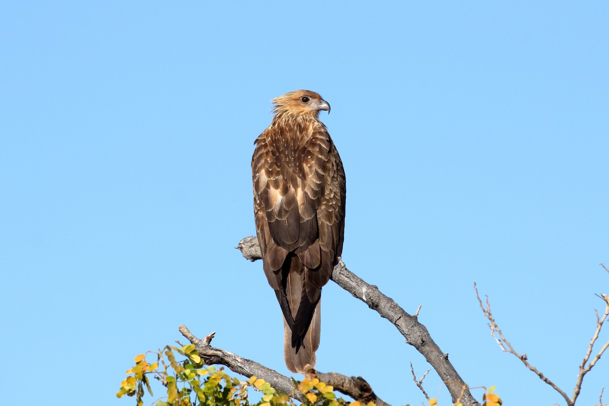 Whistling Kite - ML582740401