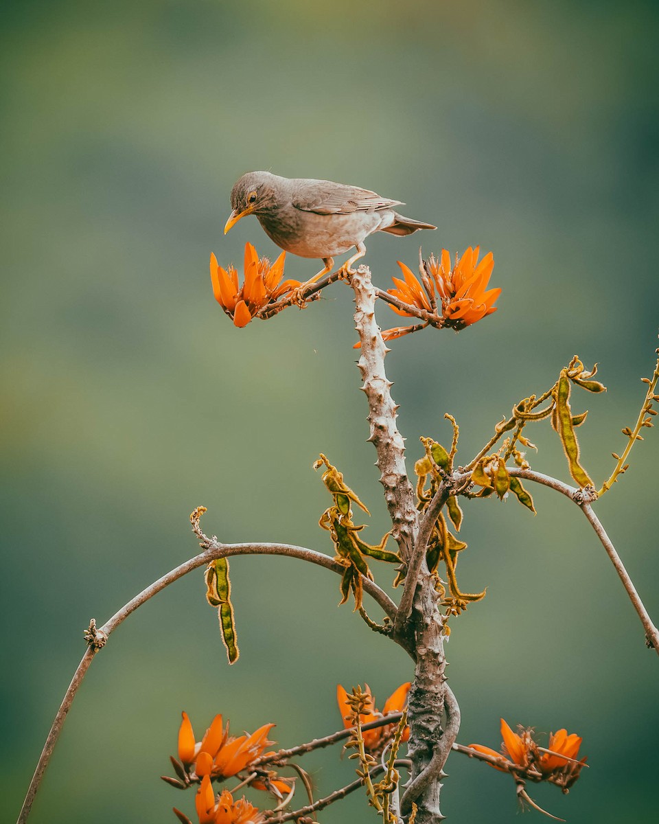 Tickell's Thrush - ML582740691