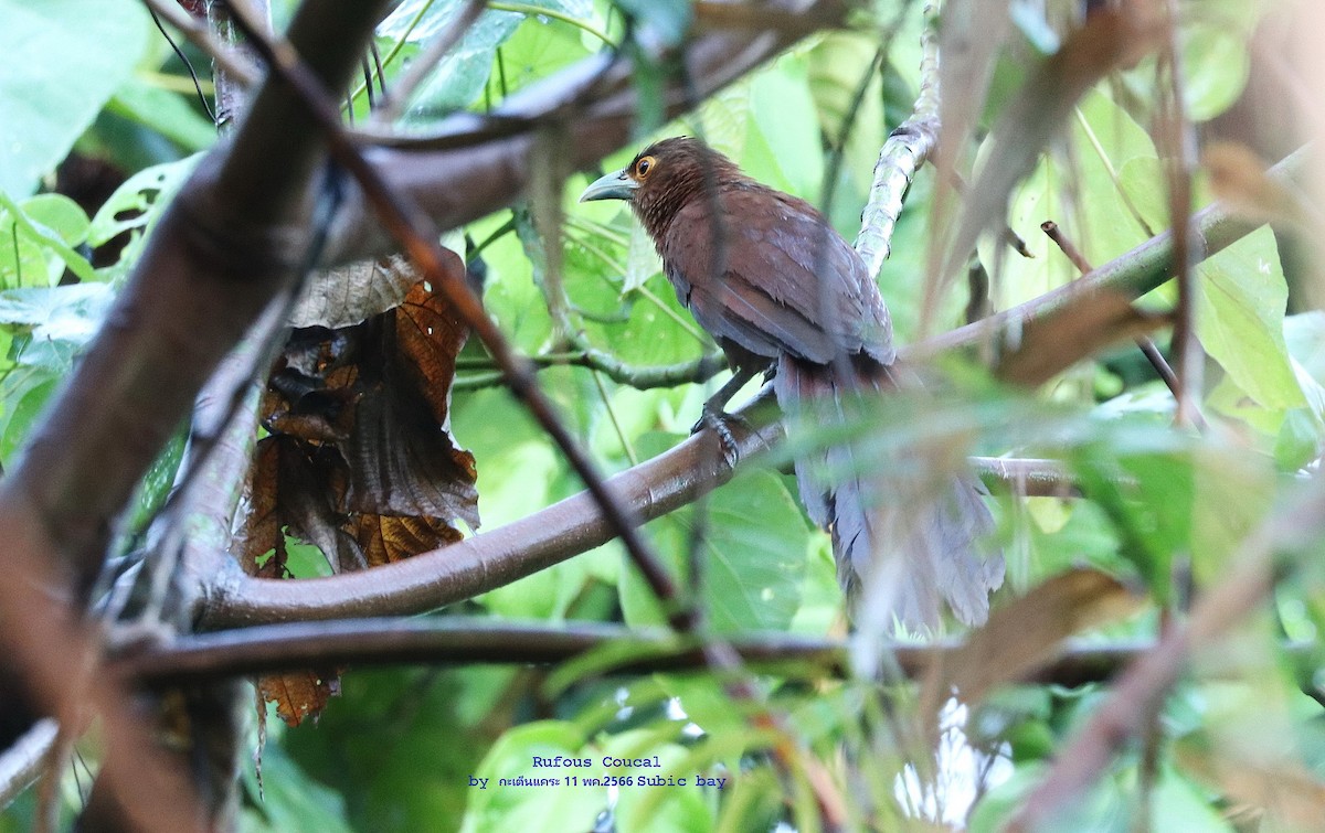 Rufous Coucal - Argrit Boonsanguan