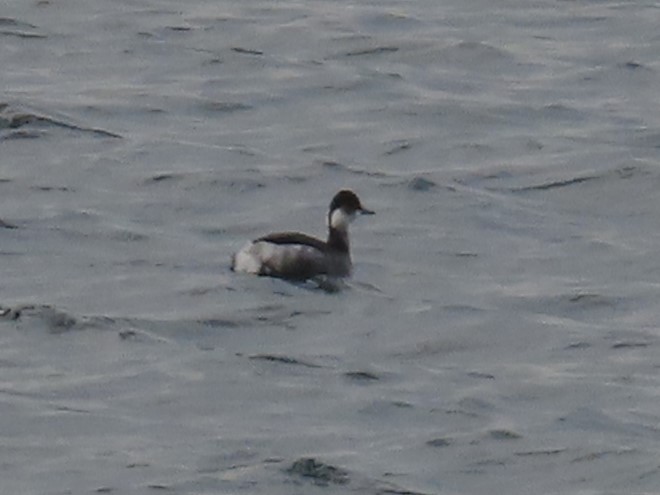 Eared Grebe - Gokhan Goren